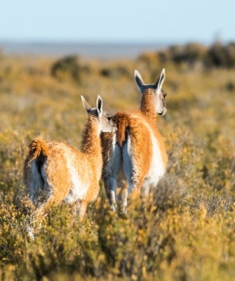 Guanacos, Birding Argentina, Bird watching, South America, Northwest Argentina, Naturalist Journeys, Wildlife Tour, Wildlife Photography, Ecotourism, Specialty Birds, Birding Hotspot