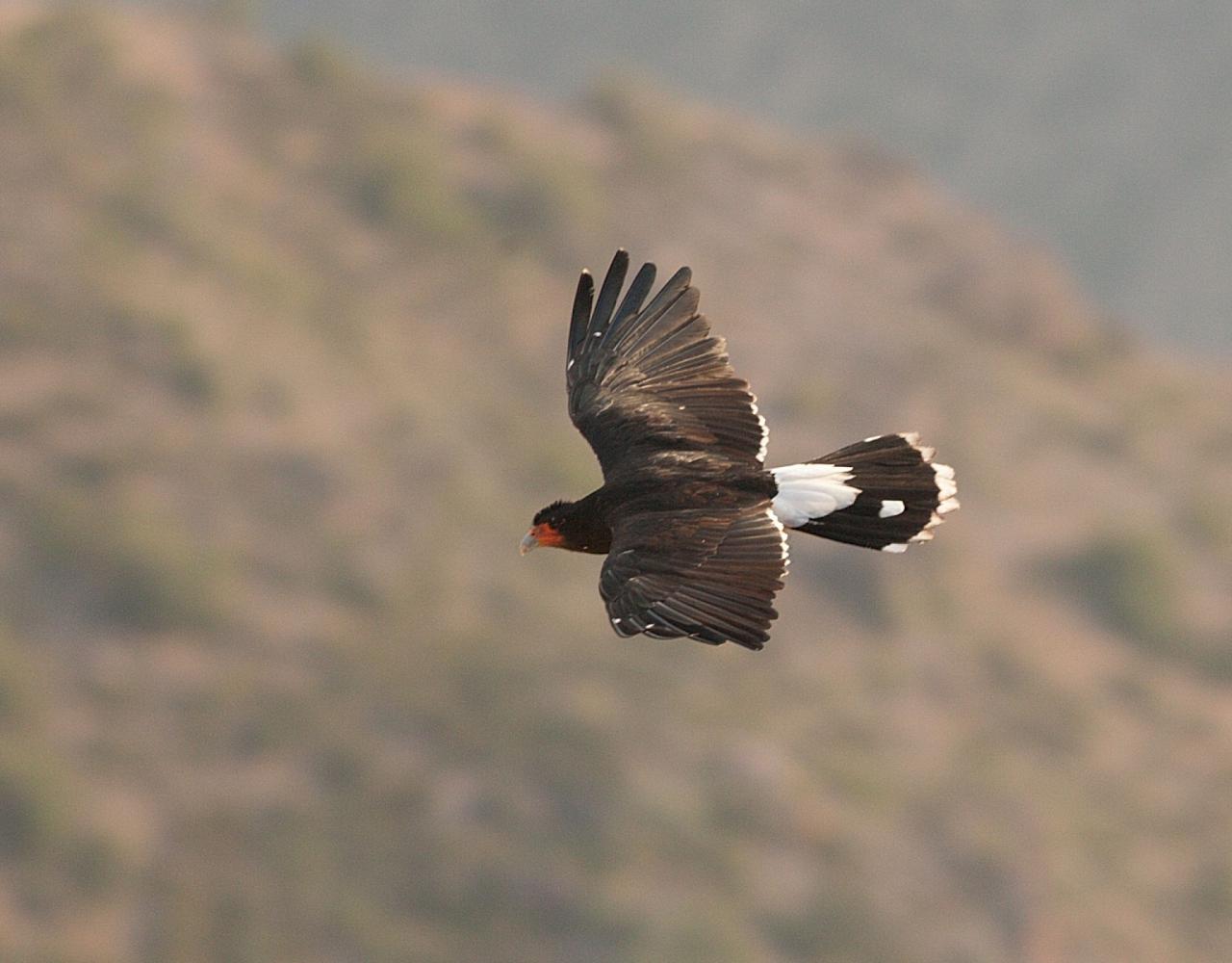 Birding Argentina, Bird watching, South America, Northwest Argentina, Naturalist Journeys, Wildlife Tour, Wildlife Photography, Ecotourism, Specialty Birds, Birding Hotspot