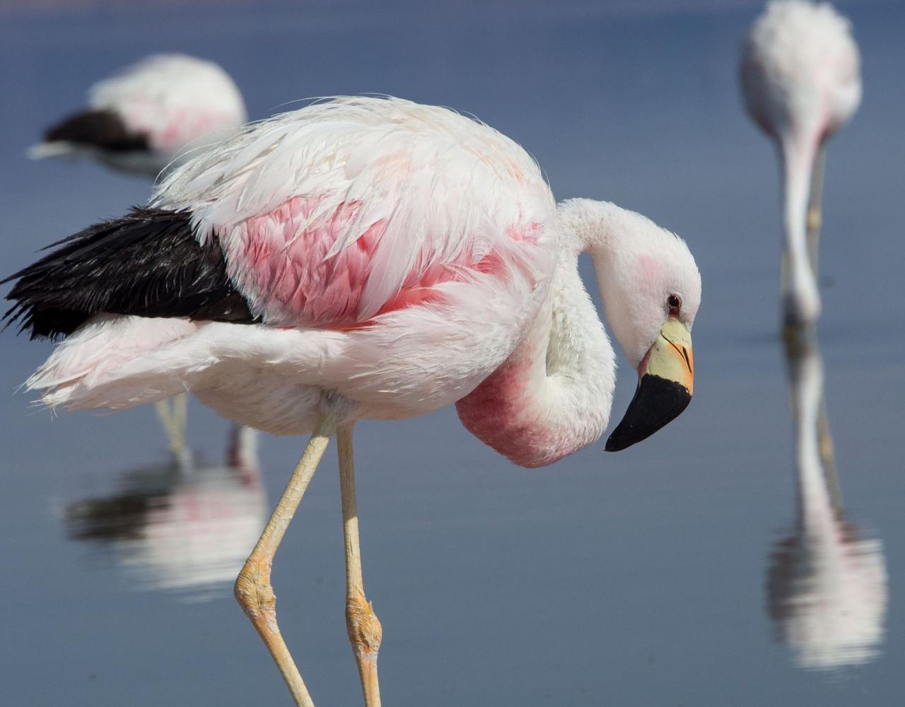 Birding Argentina, Bird watching, South America, Northwest Argentina, Naturalist Journeys, Wildlife Tour, Wildlife Photography, Ecotourism, Specialty Birds, Birding Hotspot