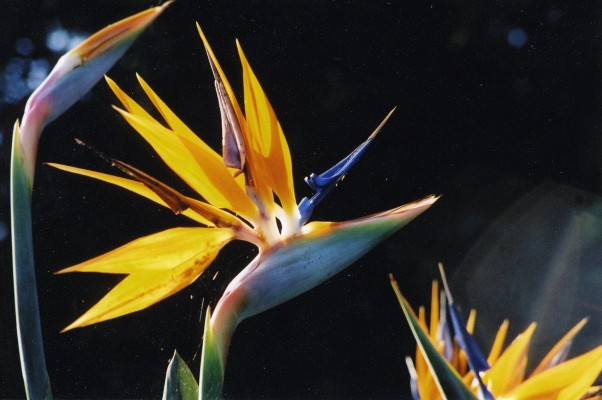 Bird of Paradise Plant, Guatemala Birding Tour, Guatemala, Naturalist Journeys