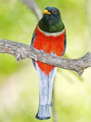 Elegant Trogon, Alamos, Mexico, Naturalist Journeys, Bird Watching in Mexico, Mexico Birding Tour 
