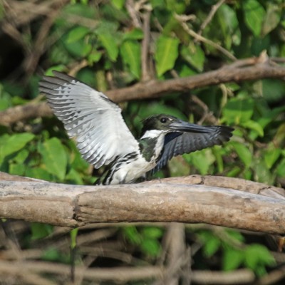 Green Kingfisher, Alamos, Mexico, Naturalist Journeys, Mexico Birding Tour 
