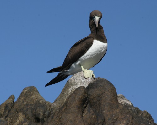 Brown Booby, Sea of Cortez, Mexico, Naturalist Journeys, Mexico Birding Tour 