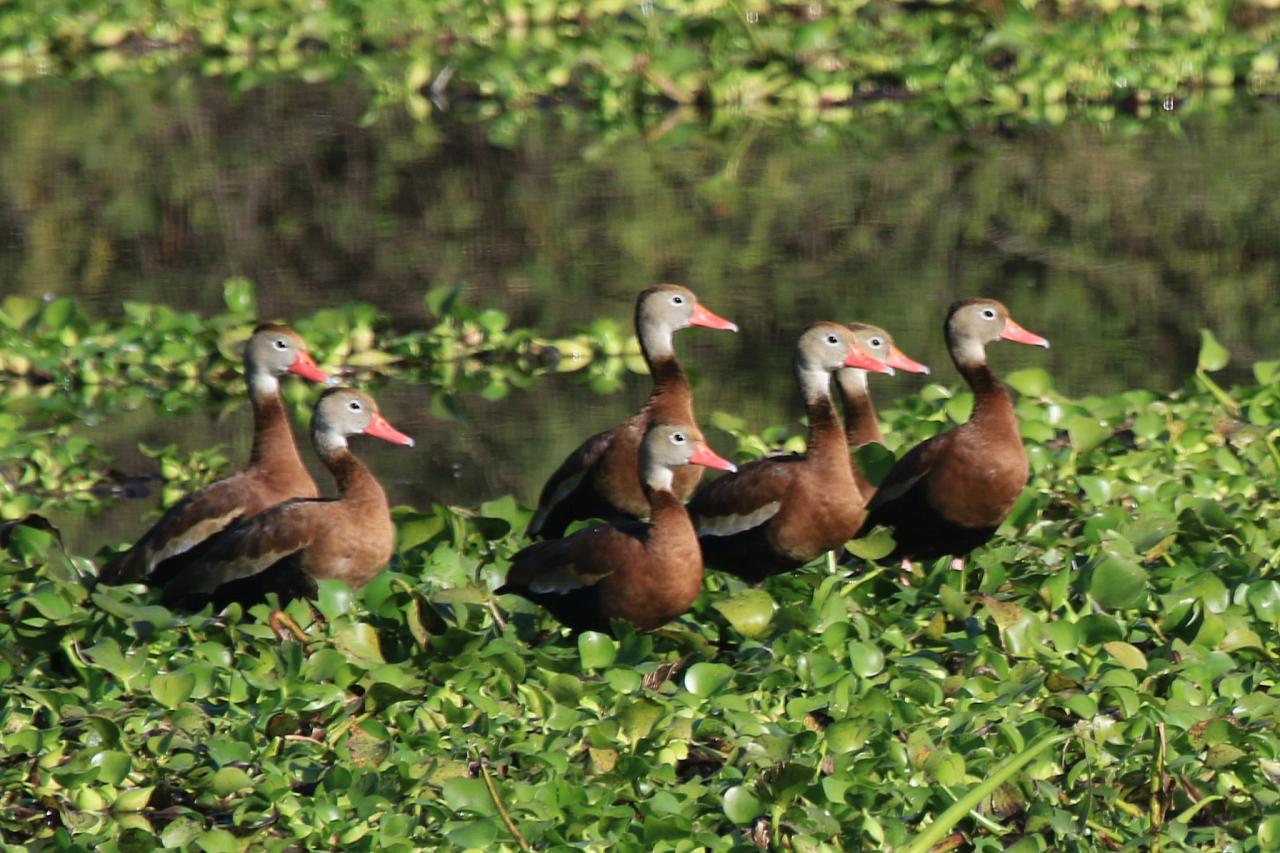 Black-bellied Whistling Duck, Mexico, Mexico Birding Tour, Mexico Nature Tour, Alamos, Naturalist Journeys