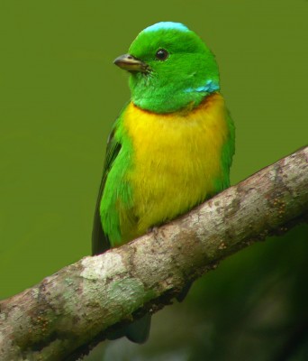 Blue-crowned Cholorophonia, Guatemala Birding Tour, Guatemala, Naturalist Journeys