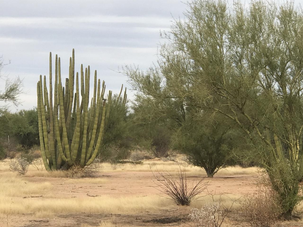 Organ Pipe Cactus, Mexico, Mexico Birding Tour, Mexico Nature Tour, Alamos, Naturalist Journeys