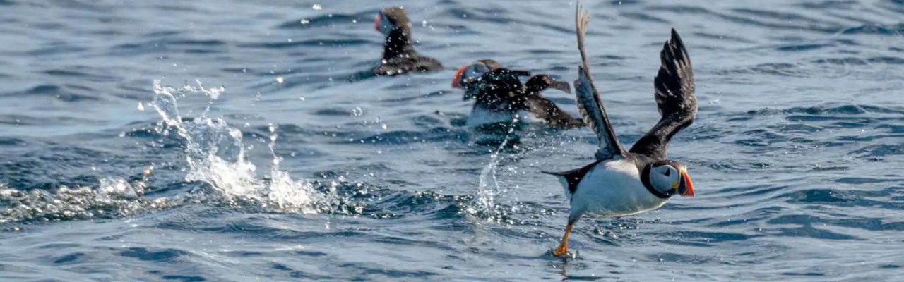 Atlantic Puffin, Birding Arctic Canada, Bird watching, Newfoundland, Sable Islands, Novascotia, Naturalist Journeys, Wildlife Tour, Wildlife Photography, Ecotourism, Specialty Birds, Endemic Birds, Birding Hotspot, Cruise