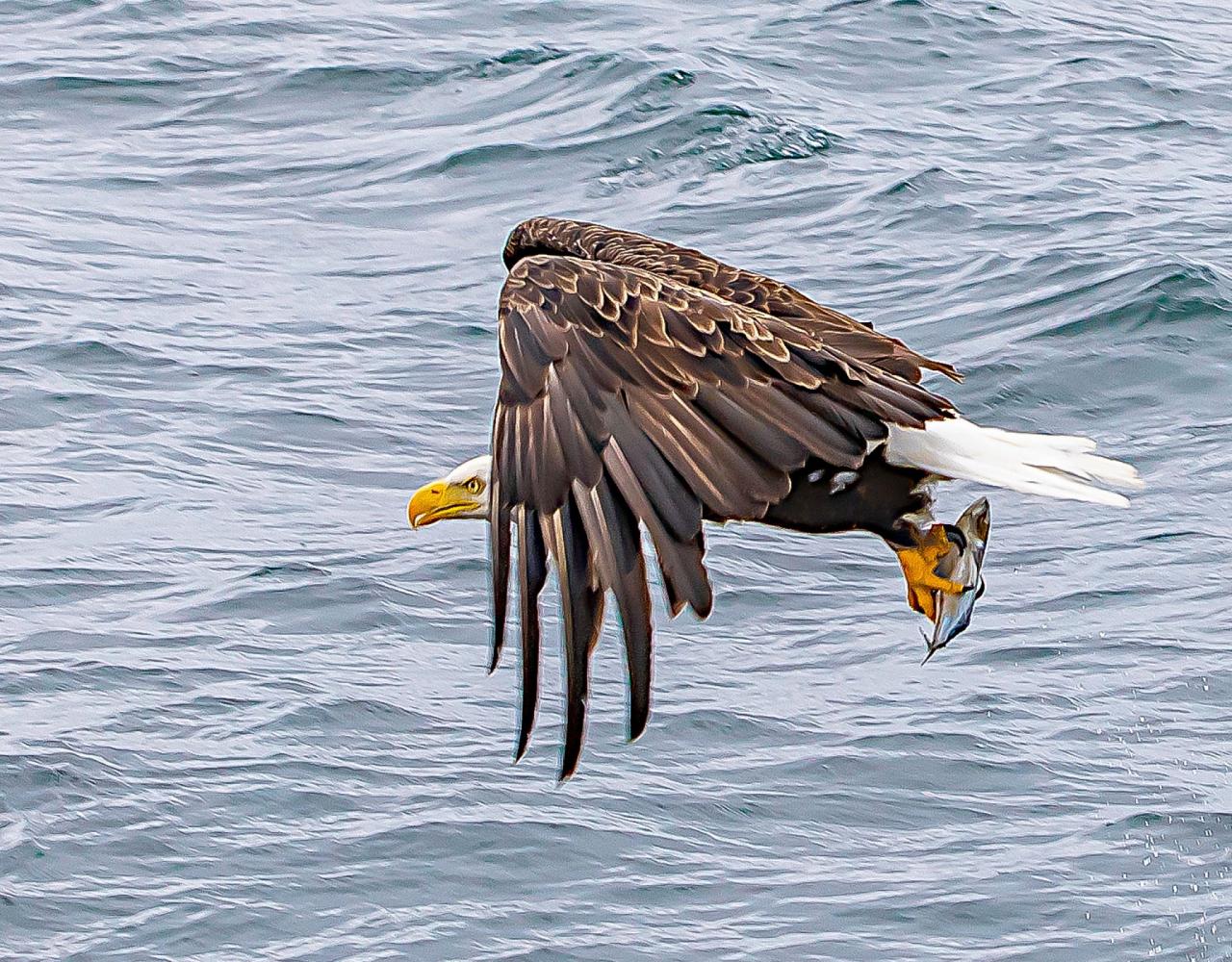 Birding Arctic Canada, Bird watching, Newfoundland, Sable Islands, Novascotia, Naturalist Journeys, Wildlife Tour, Wildlife Photography, Ecotourism, Specialty Birds, Endemic Birds, Birding Hotspot, Cruise