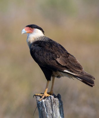 Birding Texas Hill Country, Bird watching, Texas, Hill Country, Naturalist Journeys, Wildlife Tour, Wildlife Photography, Ecotourism, Specialty Birds, Birding Hotspot