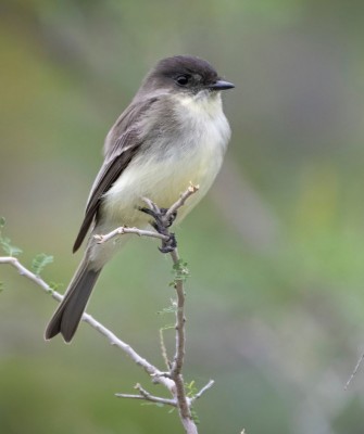 Birding Texas Hill Country, Bird watching, Texas, Hill Country, Naturalist Journeys, Wildlife Tour, Wildlife Photography, Ecotourism, Specialty Birds, Birding Hotspot