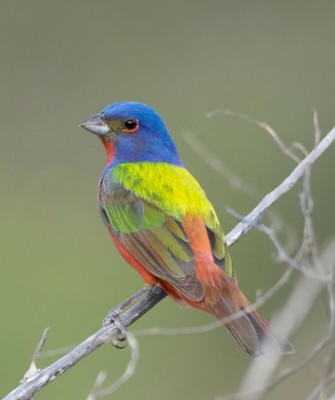 Birding Texas Hill Country, Bird watching, Texas, Hill Country, Naturalist Journeys, Wildlife Tour, Wildlife Photography, Ecotourism, Specialty Birds, Birding Hotspot