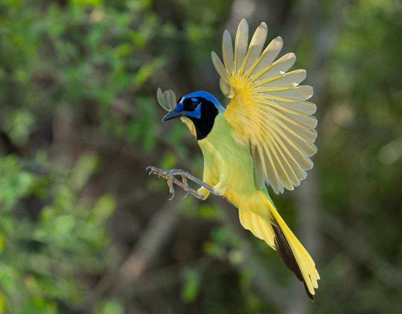 Birding Texas Hill Country, Bird watching, Texas, Hill Country, Naturalist Journeys, Wildlife Tour, Wildlife Photography, Ecotourism, Specialty Birds, Birding Hotspot