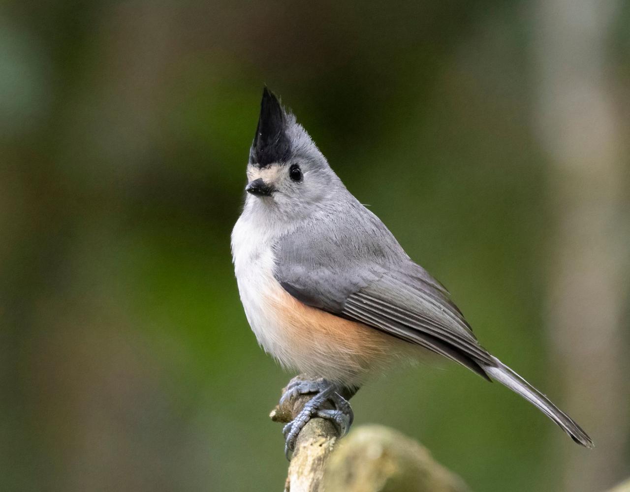 Birding Texas Hill Country, Bird watching, Texas, Hill Country, Naturalist Journeys, Wildlife Tour, Wildlife Photography, Ecotourism, Specialty Birds, Birding Hotspot