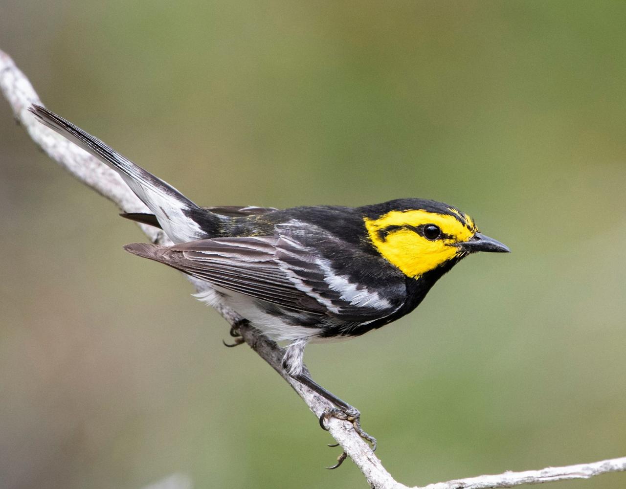 Birding Texas Hill Country, Bird watching, Texas, Hill Country, Naturalist Journeys, Wildlife Tour, Wildlife Photography, Ecotourism, Specialty Birds, Birding Hotspot