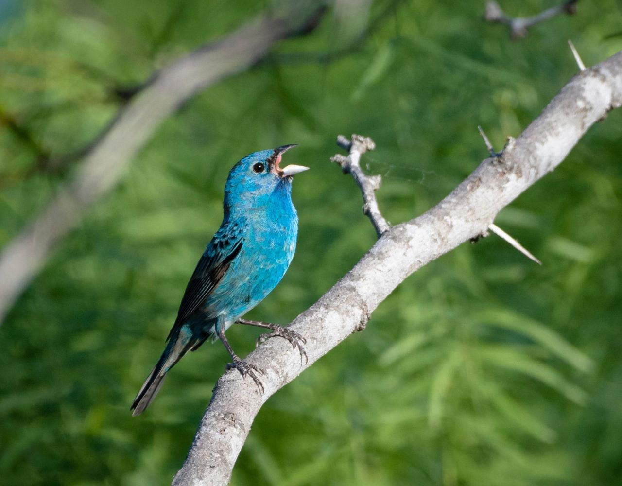 Birding Texas Hill Country, Bird watching, Texas, Hill Country, Naturalist Journeys, Wildlife Tour, Wildlife Photography, Ecotourism, Specialty Birds, Birding Hotspot