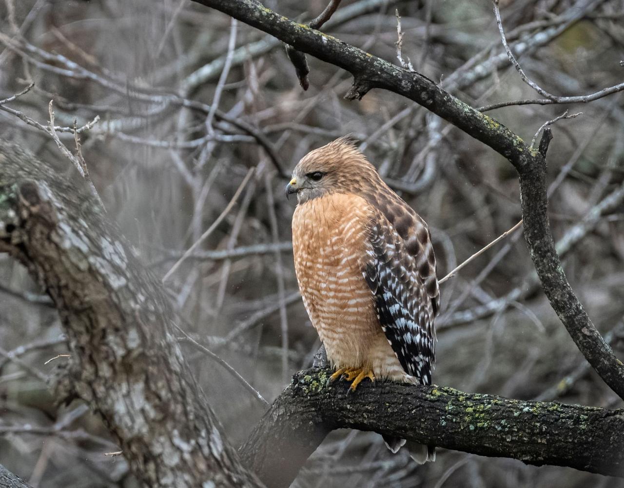 Birding Texas Hill Country, Bird watching, Texas, Hill Country, Naturalist Journeys, Wildlife Tour, Wildlife Photography, Ecotourism, Specialty Birds, Birding Hotspot