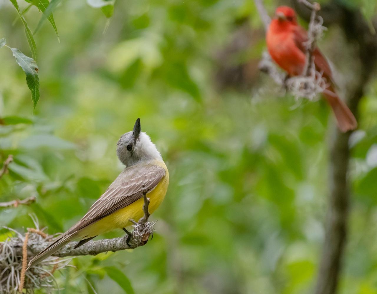 Birding Texas Hill Country, Bird watching, Texas, Hill Country, Naturalist Journeys, Wildlife Tour, Wildlife Photography, Ecotourism, Specialty Birds, Birding Hotspot