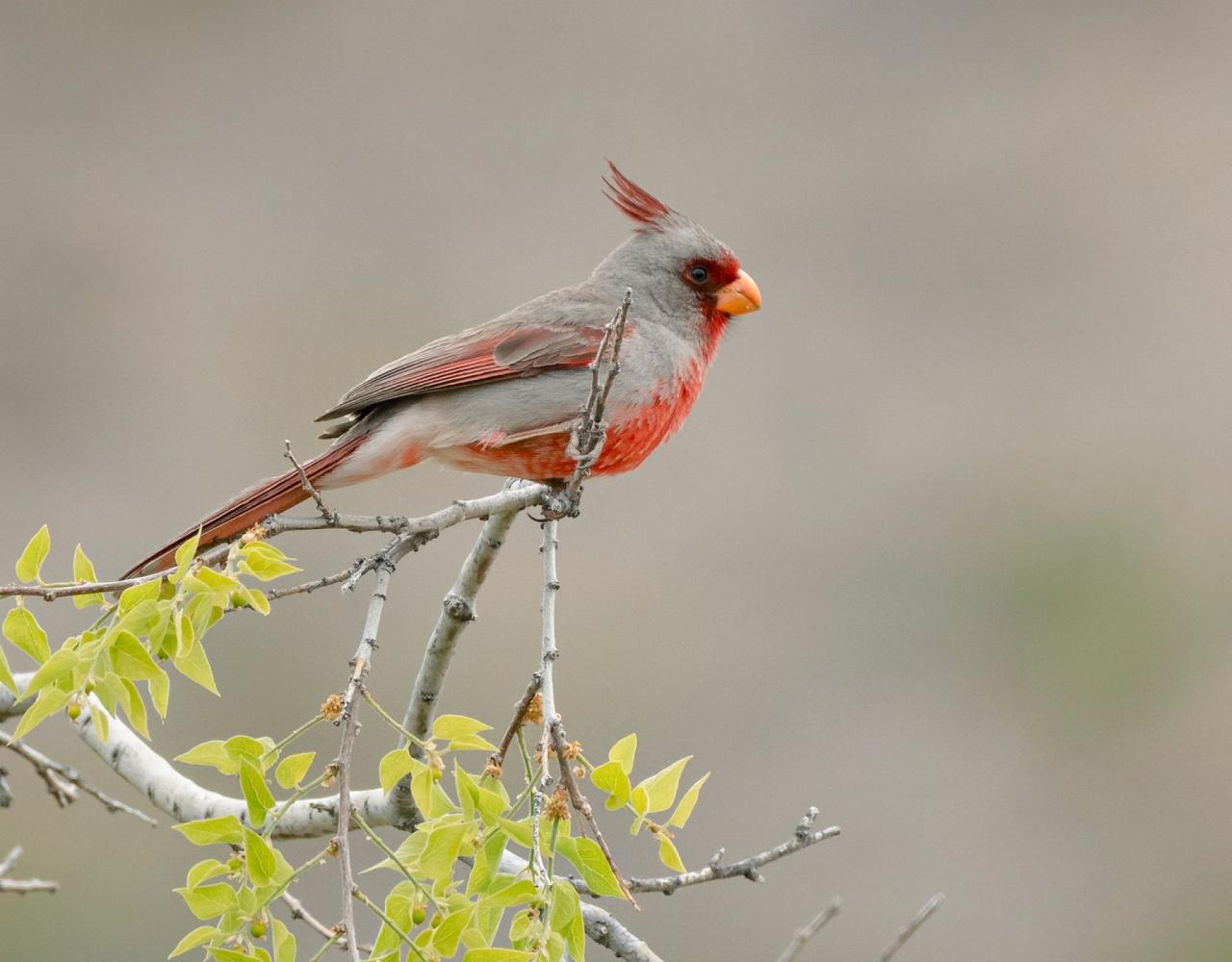 Birding Texas Hill Country, Bird watching, Texas, Hill Country, Naturalist Journeys, Wildlife Tour, Wildlife Photography, Ecotourism, Specialty Birds, Birding Hotspot