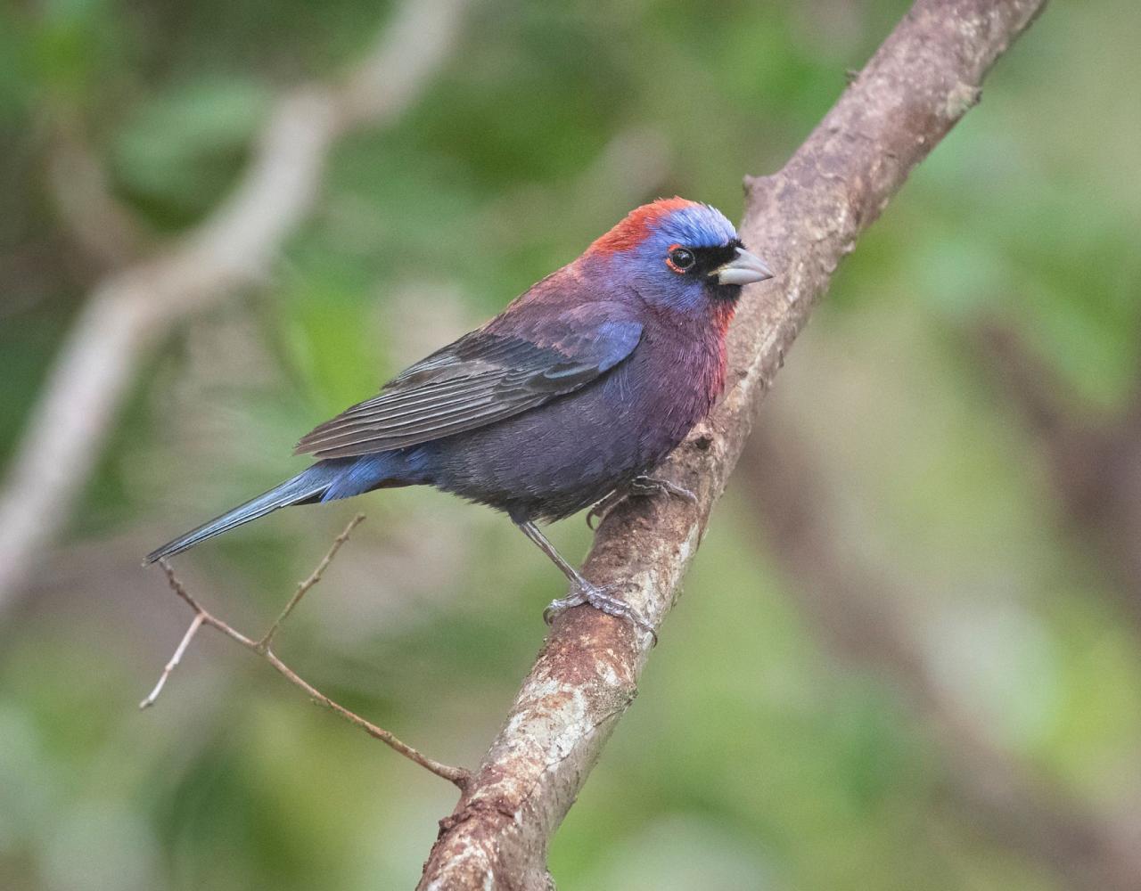 Birding Texas Hill Country, Bird watching, Texas, Hill Country, Naturalist Journeys, Wildlife Tour, Wildlife Photography, Ecotourism, Specialty Birds, Birding Hotspot