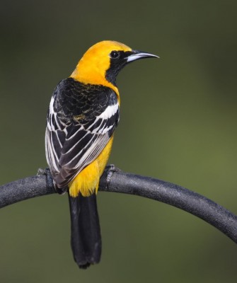 Birding Texas Hill Country, Bird watching, Texas, Hill Country, Naturalist Journeys, Wildlife Tour, Wildlife Photography, Ecotourism, Specialty Birds, Birding Hotspot