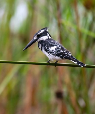 Pied Kingfisher, Birding Uganda, Bird Watching Uganda, Uganda, African Birds, Naturalist Journeys, Wildlife Tour, Wildlife Photography, Ecotourism, Specialty Birds, Endemic Birds, Birding Hotspot, Gorilla Trek, Queen Elizabeth National Park 