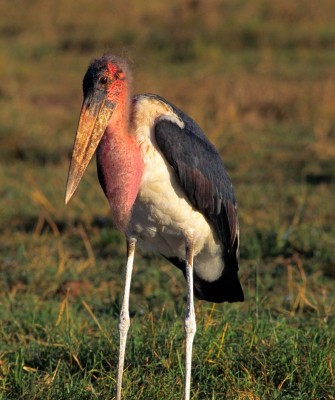 Marabou Stork, Birding Uganda, Bird Watching Uganda, Uganda, African Birds, Naturalist Journeys, Wildlife Tour, Wildlife Photography, Ecotourism, Specialty Birds, Endemic Birds, Birding Hotspot, Gorilla Trek, Queen Elizabeth National Park 