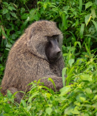 Baboon, Birding Uganda, Bird Watching Uganda, Uganda, African Birds, Naturalist Journeys, Wildlife Tour, Wildlife Photography, Ecotourism, Specialty Birds, Endemic Birds, Birding Hotspot, Gorilla Trek, Queen Elizabeth National Park 