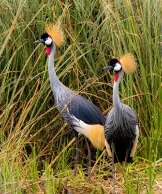 Gray-crowned Cranes, Birding Uganda, Bird Watching Uganda, Uganda, African Birds, Naturalist Journeys, Wildlife Tour, Wildlife Photography, Ecotourism, Specialty Birds, Endemic Birds, Birding Hotspot, Gorilla Trek, Queen Elizabeth National Park 