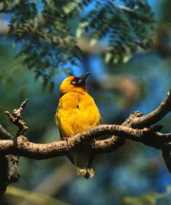 Spekes Weaver, Birding Uganda, Bird Watching Uganda, Uganda, African Birds, Naturalist Journeys, Wildlife Tour, Wildlife Photography, Ecotourism, Specialty Birds, Endemic Birds, Birding Hotspot, Gorilla Trek, Queen Elizabeth National Park 