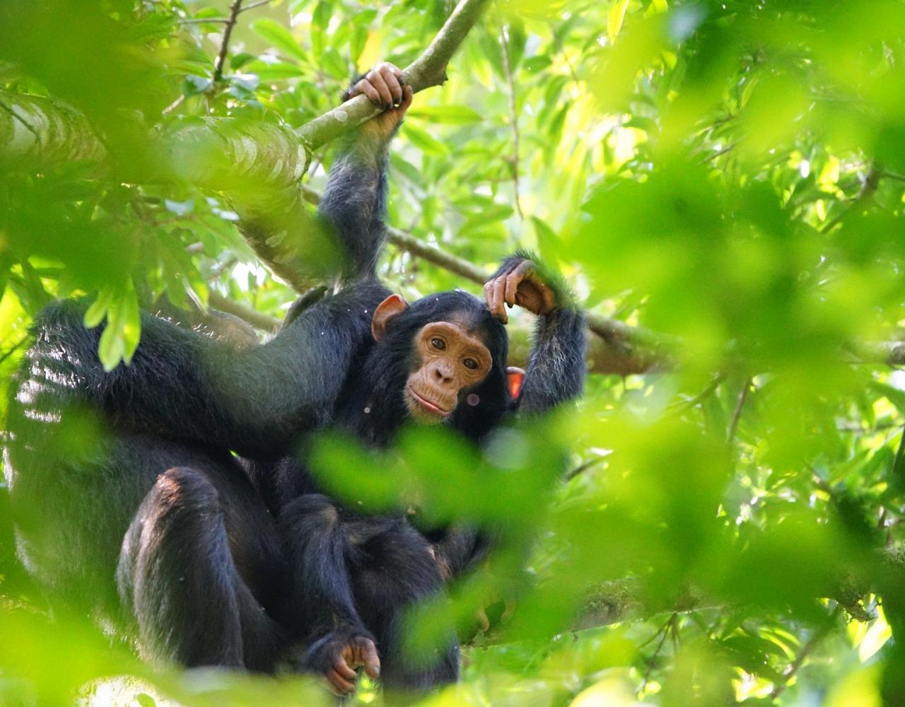 Birding Uganda, Bird Watching Uganda, Uganda, African Birds, Naturalist Journeys, Wildlife Tour, Wildlife Photography, Ecotourism, Specialty Birds, Endemic Birds, Birding Hotspot, Gorilla Trek, Queen Elizabeth National Park 