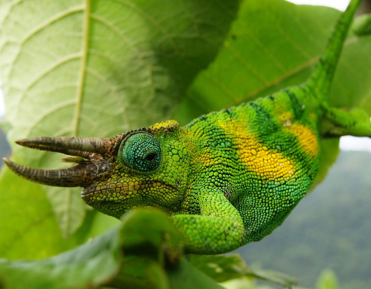 Jackson's Chameleon, Birding Uganda, Bird Watching Uganda, Uganda, African Birds, Naturalist Journeys, Wildlife Tour, Wildlife Photography, Ecotourism, Specialty Birds, Endemic Birds, Birding Hotspot, Gorilla Trek, Queen Elizabeth National Park 