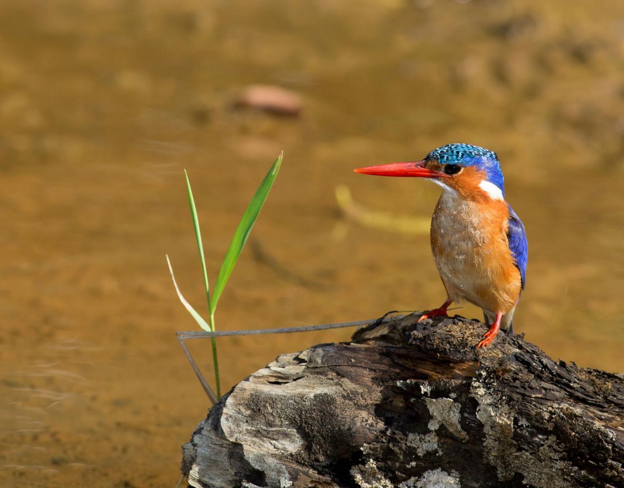 Malachite Kingfisher, Birding Uganda, Bird Watching Uganda, Uganda, African Birds, Naturalist Journeys, Wildlife Tour, Wildlife Photography, Ecotourism, Specialty Birds, Endemic Birds, Birding Hotspot, Gorilla Trek, Queen Elizabeth National Park 