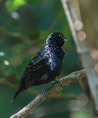 Birding Bolivia, Bird watching Bolivia, South America, Naturalist Journeys, Wildlife Tour, Wildlife Photography, Ecotourism, Specialty Birds, Birding Hotspot