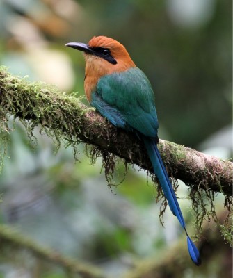 Birding Bolivia, Bird watching Bolivia, South America, Naturalist Journeys, Wildlife Tour, Wildlife Photography, Ecotourism, Specialty Birds, Birding Hotspot