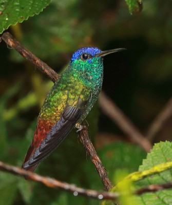 Birding Bolivia, Bird watching Bolivia, South America, Naturalist Journeys, Wildlife Tour, Wildlife Photography, Ecotourism, Specialty Birds, Birding Hotspot