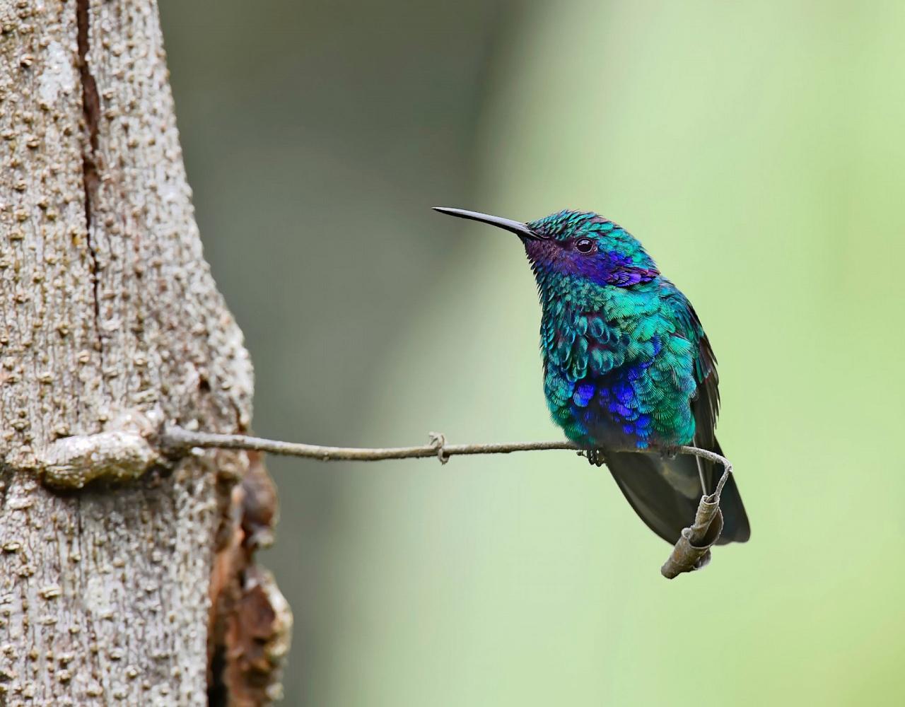 Birding Bolivia, Bird watching Bolivia, South America, Naturalist Journeys, Wildlife Tour, Wildlife Photography, Ecotourism, Specialty Birds, Birding Hotspot