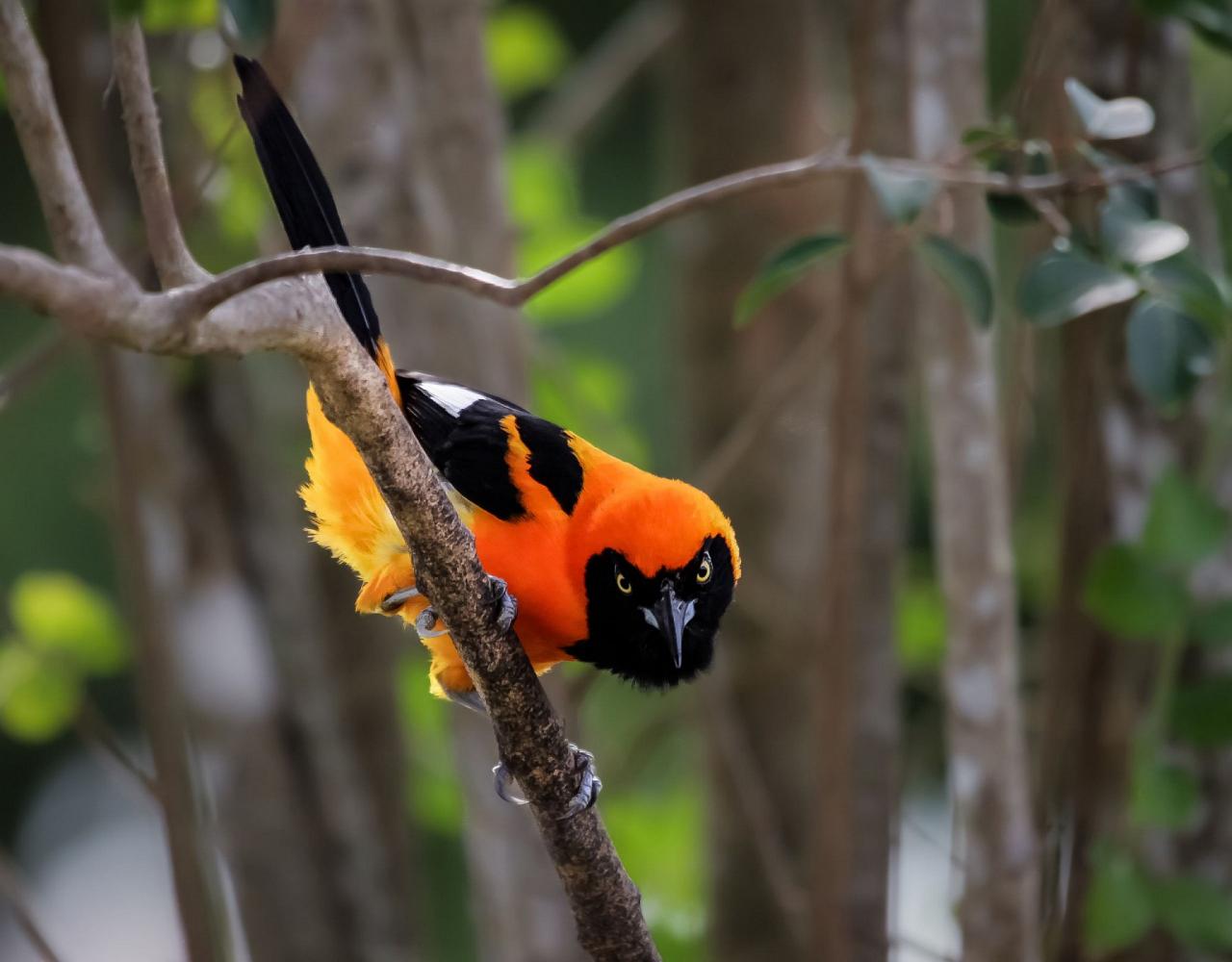 Birding Bolivia, Bird watching Bolivia, South America, Naturalist Journeys, Wildlife Tour, Wildlife Photography, Ecotourism, Specialty Birds, Birding Hotspot