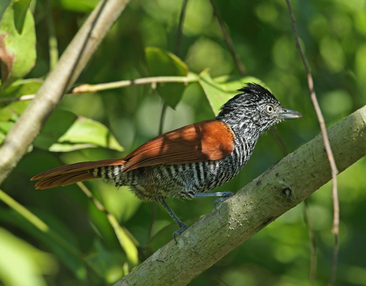 Birding Bolivia, Bird watching Bolivia, South America, Naturalist Journeys, Wildlife Tour, Wildlife Photography, Ecotourism, Specialty Birds, Birding Hotspot