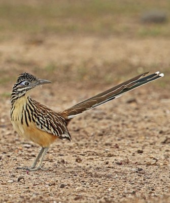 Lesser Roadrunner, Birding Mexico, Bird watching Mexico, Oaxaca, Mexico, North American Birds, Naturalist Journeys, Wildlife Tour, Wildlife Photography, Ecotourism, Specialty Birds, Endemic Birds, Birding Hotspot 