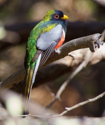 Elegant Trogon, Birding Mexico, Bird watching Mexico, Oaxaca, Mexico, North American Birds, Naturalist Journeys, Wildlife Tour, Wildlife Photography, Ecotourism, Specialty Birds, Endemic Birds, Birding Hotspot 