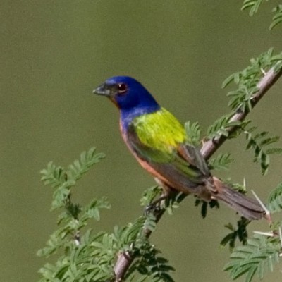 Painted Bunting, Texas, Texas Hill Country, Texas Nature Tour, Texas Birding Tour, Naturalist Journeys