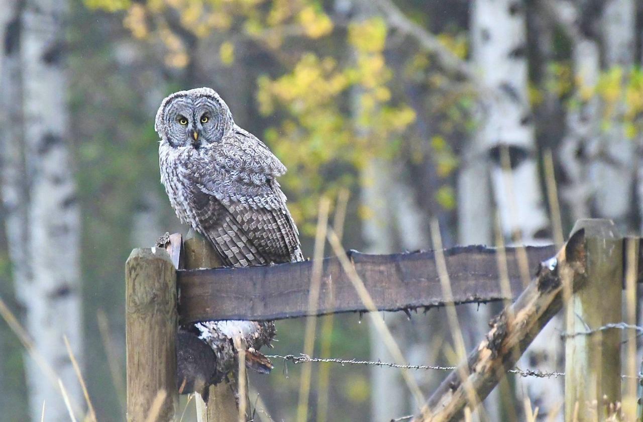 Great Gray Owl, Yellowstone National Park, Yellowstone Birding Tour, Yellowstone Nature Tour, Yellowstone Wildlife Tour, Naturalist Journeys