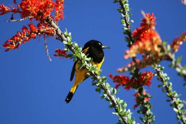 Scott's Oriole, Texas, Texas Hill Country, Texas Nature Tour, Texas Birding Tour, Naturalist Journeys