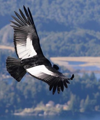 Andean Condor, Patagonia, Patagonia Nature Tour, Naturalist Journeys, Argentina, Chile