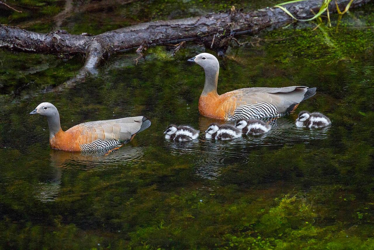 Ashy-headed Geese, Carol Knabe, Patagonia, Patagonia Nature Tour, Naturalist Journeys, Argentina, Chile
