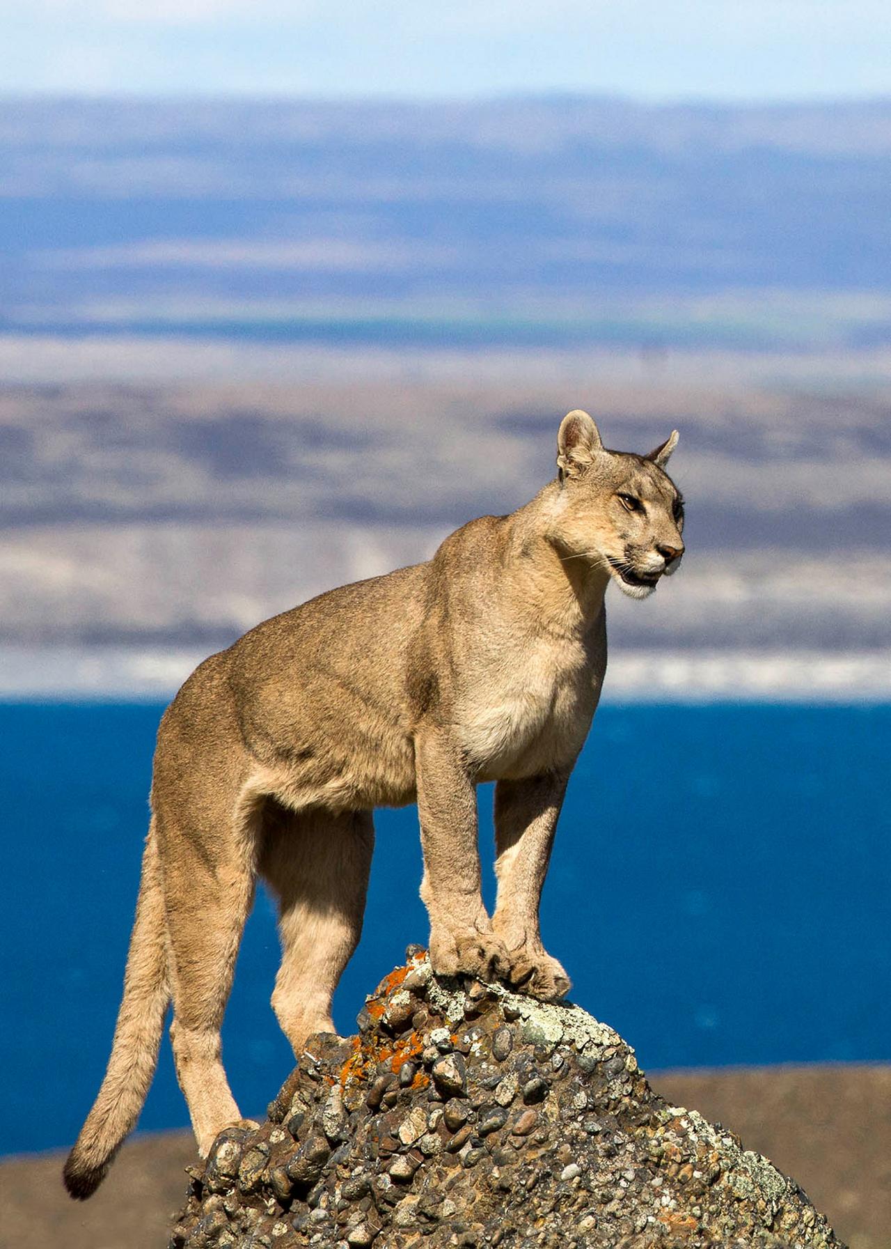 Puma by Jerry Knabe, Patagonia, Patagonia Nature Tour, Naturalist Journeys, Argentina, Chile