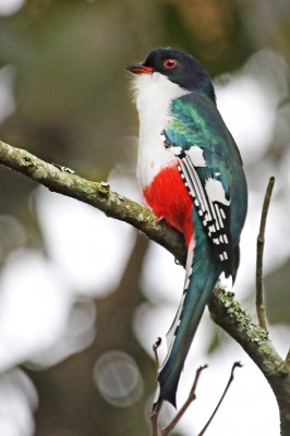 Cuban Trogon, Cuba, Cuba Birding, Cuba Birdwatching, Cuba Nature Tour, Cuba Birding Tour, Naturalist Journeys