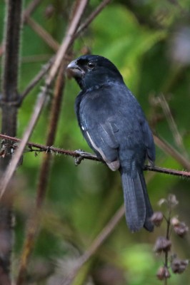 Cuban Bullfinch, Cuba, Cuba Birding, Cuba Birdwatching, Cuba Nature Tour, Cuba Birding Tour, Naturalist Journeys