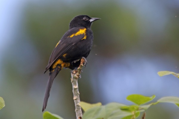 Cuban Oriole, Cuba, Cuba Birding, Cuba Birdwatching, Cuba Nature Tour, Cuba Birding Tour, Naturalist Journeys