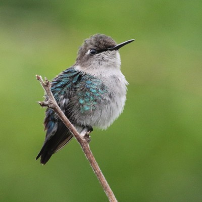Bee Hummingbird, Cuba, Cuba Birding, Cuba Birdwatching, Cuba Nature Tour, Cuba Birding Tour, Naturalist Journeys